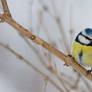 Blue tit 2