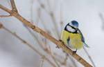 Blue tit 2 by mv79