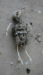 Mummified bird 1