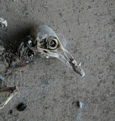 Mummified bird 2 - the head