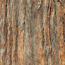 tree bark 04: redwood