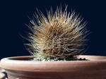 Dead Cactus 02 by barefootliam-stock