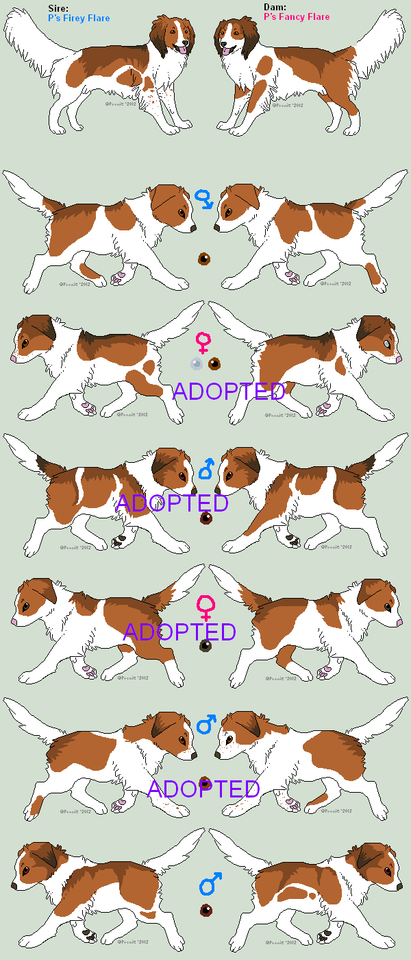 Kooikerhondje Litter - Spinning Round - CLOSED