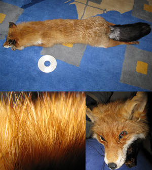 Foxie Collage