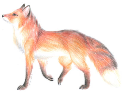 Flames of a Fox