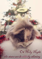 Oh Holy Night - the starts are bRABBITly shining
