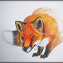 Red Fox Sketch