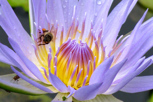 Waterlily and Bee