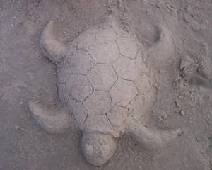 Sand Sea Turtle