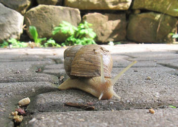 Another Snail