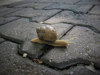 Another Snail Again