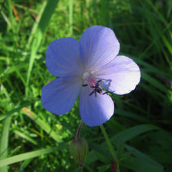 Purple flower