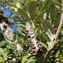 Coastal Banksia 1