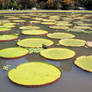 Lotus Pond 3