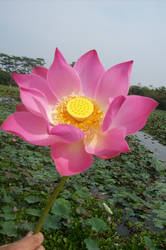 Lotus flower 4