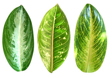 Aglonema leaves