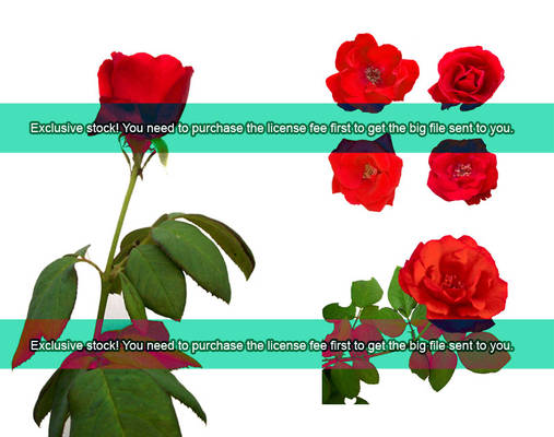 Exclusive: Cropped red roses