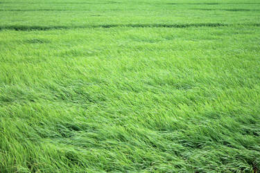 Windy rice field