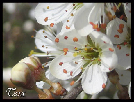 White Flower Close Up