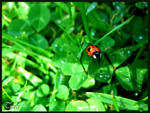 .:Ladybird:. by Tara27