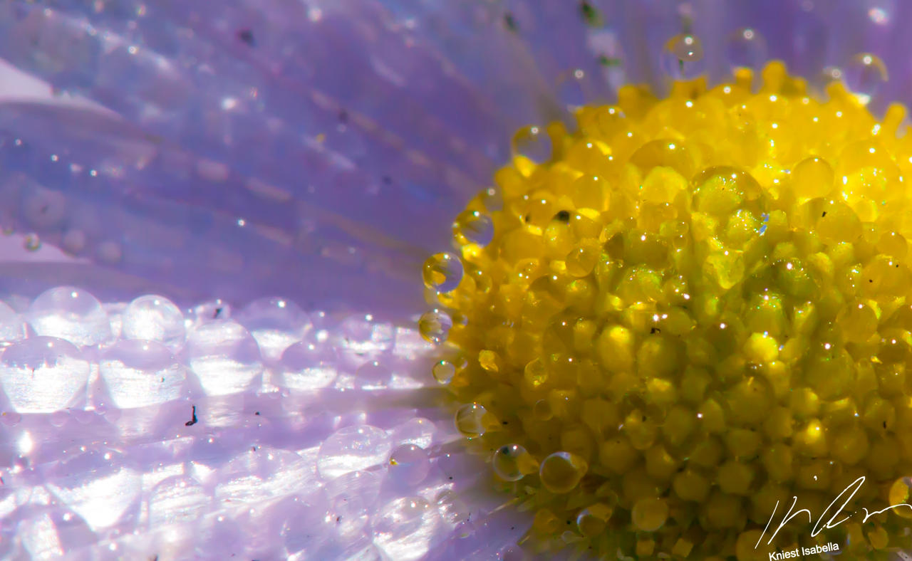 Macro Flower