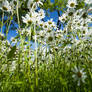 Marguerites II