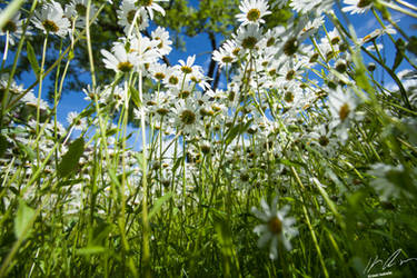 Marguerites II