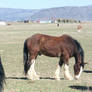 Clydesdale