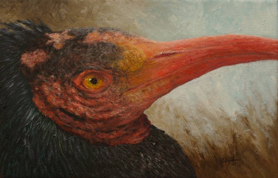 Northern bald ibis (Geronticus eremita)