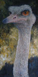 Ostrich (Struthio camelus) by InnocentMaiden