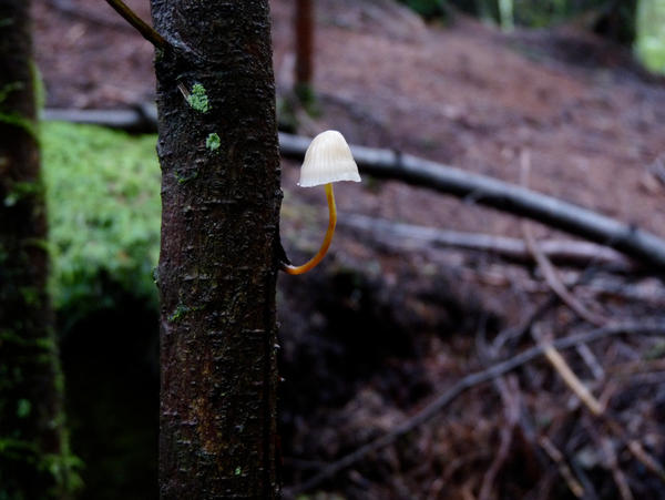 delicate mushroom