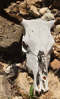 Bull skull