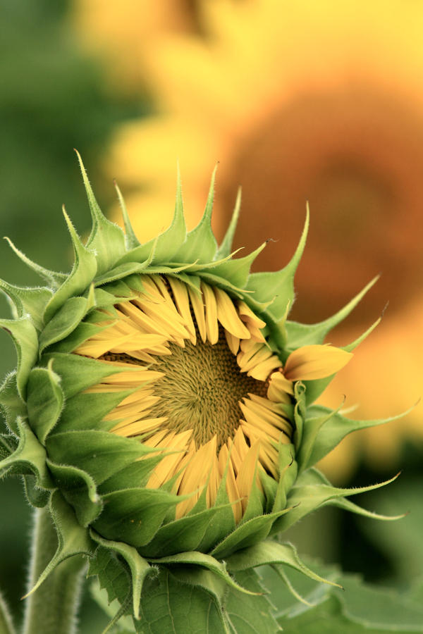 sunflower pair