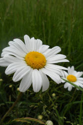 Daisy, daisy