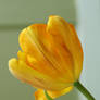 tulip 1