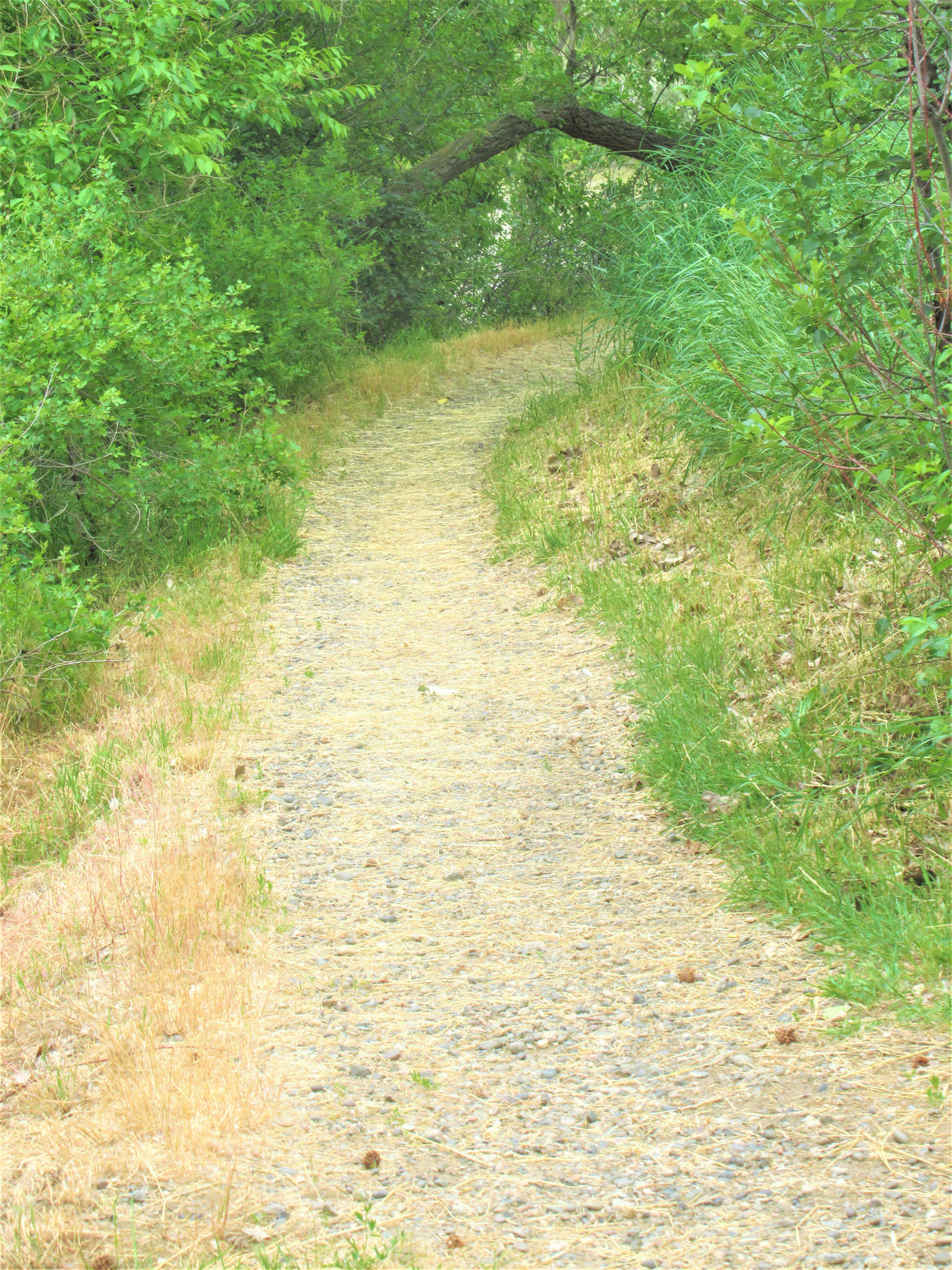 Path Arch by CarpathianDreamDrago on DeviantArt