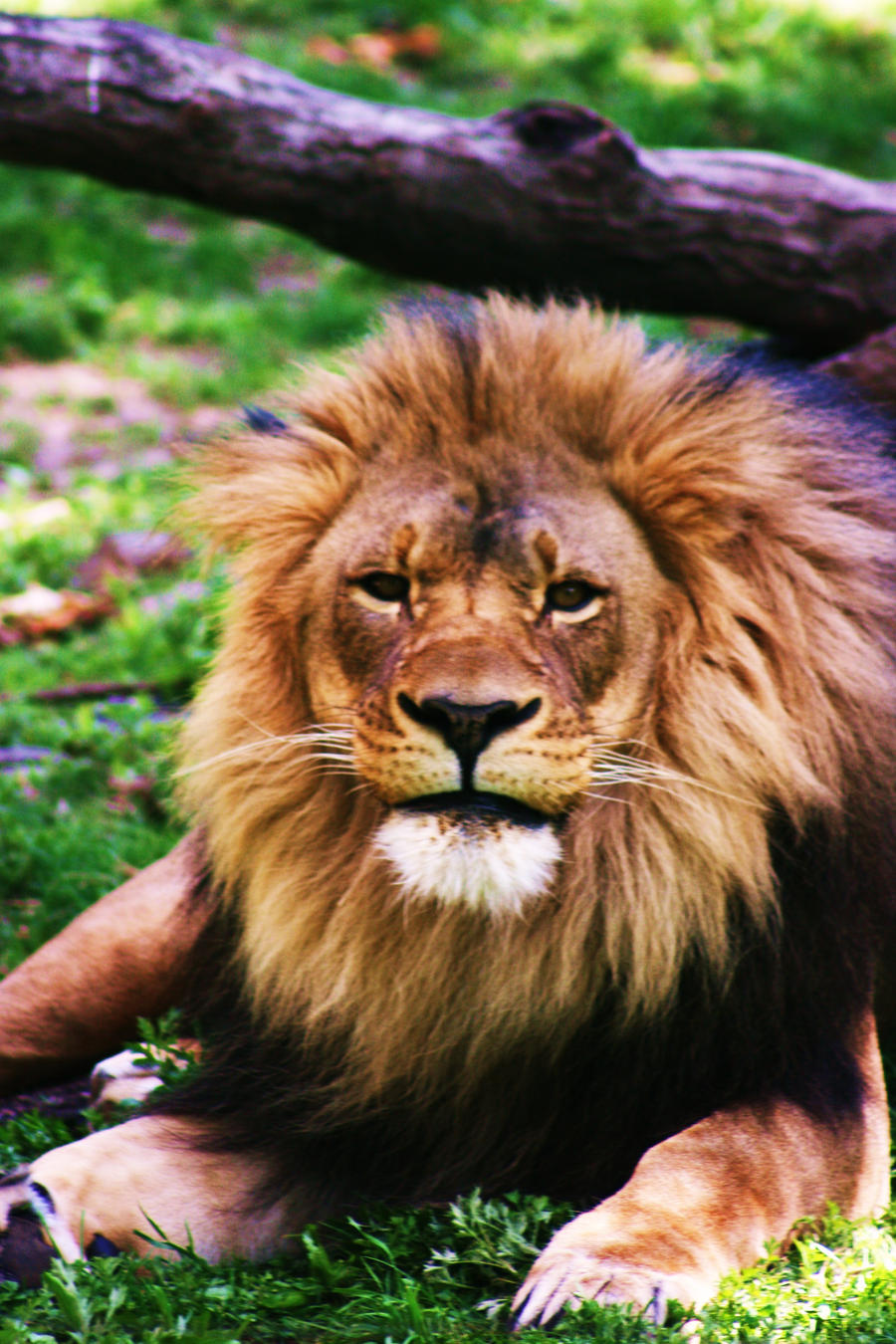 the zion lion