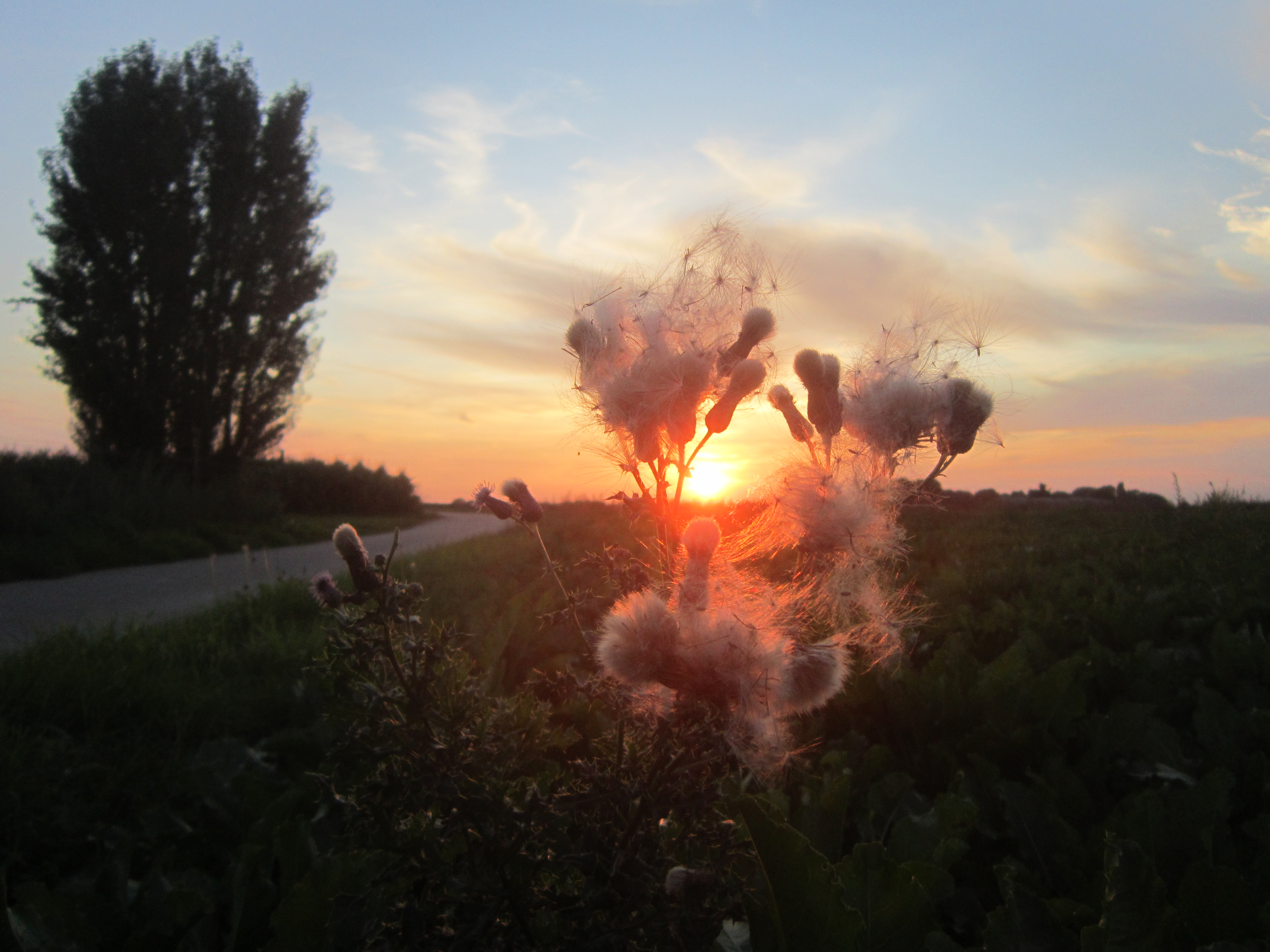 Thistle seeds