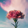 Carnation (1)