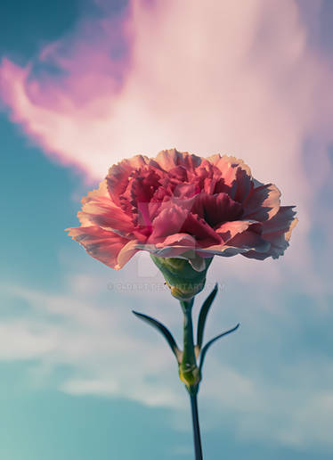 Carnation (1)