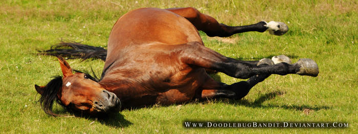 Happy horse