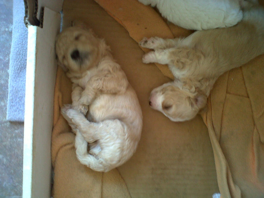 Puppies sleeping II!