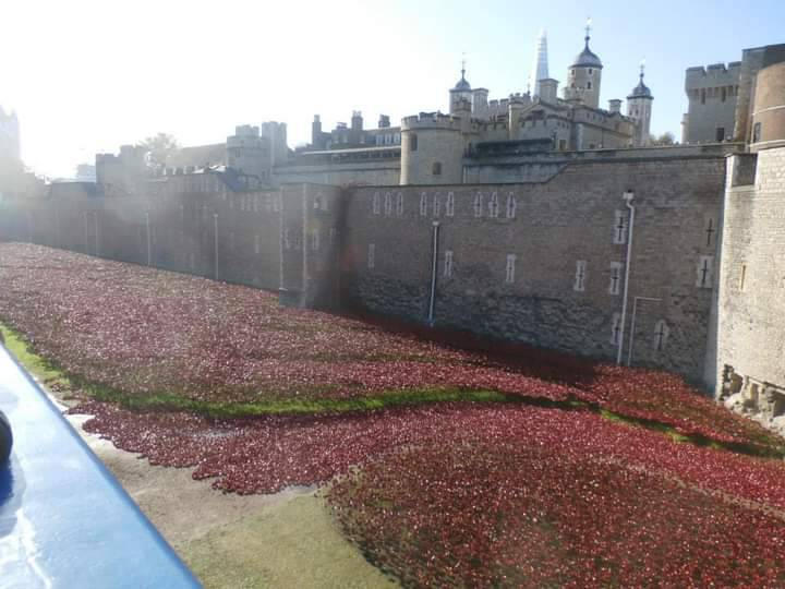 Tower of London poppy's 2025 by Nudiest2022BD on DeviantArt