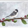 Winter Chickadee