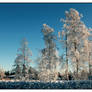 Frosty birches