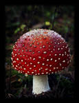 Fly agaric by Skycode