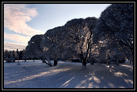 The wintery park