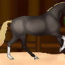 Marlow being lunged (payment 1/2)