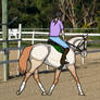 Rose Young Horse Package (3/5)