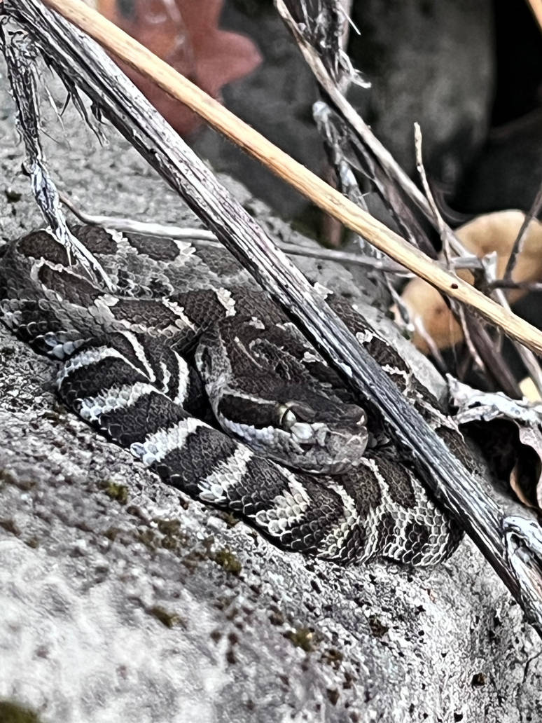 Disected Rattler Untitledbany rattler i almost picked up by 1xtatx1 on DeviantArt